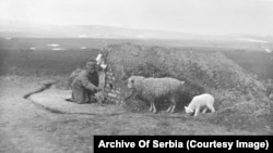 Сръбски войник храни овце извън своята землянка.