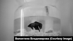 Един от кадрите за изложбата "Магнолии".