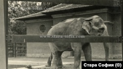 Един от индийските слонове, населявали парка през 30-те години.