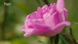 Необран розов цвят. Защо производителите на розово масло са на ръба