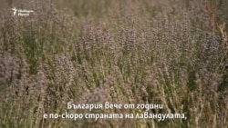 Как България стана най-големият производител на лавандула в света, но не задълго