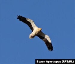 Египетски лешояд