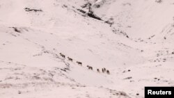 Северни елени са заснети в планините през зимата край Норвежко море на източния бряг на Исландия