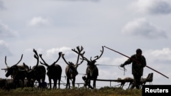 Елени край руския град Нарян Мар, разположен близо до Северния полярен кръг.