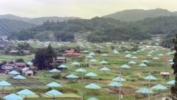 9 октомври 1991 г. Част от общо 1340 гигантски чадъри, разпънати над оризищата на стотина километра северно от Токио. Всеки от чадърите е с диаметър от близо 9 метра.