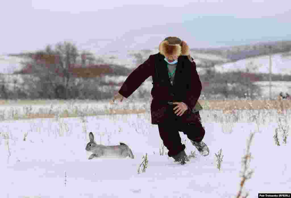 Ако ловната птица не намери плячката сама, участниците в турнира трябва да я хванат и да я върнат в клетка, както заека на тази снимка. Ако птицата успее да хване животното, собственикът обикновено се опитва да го запази живо.