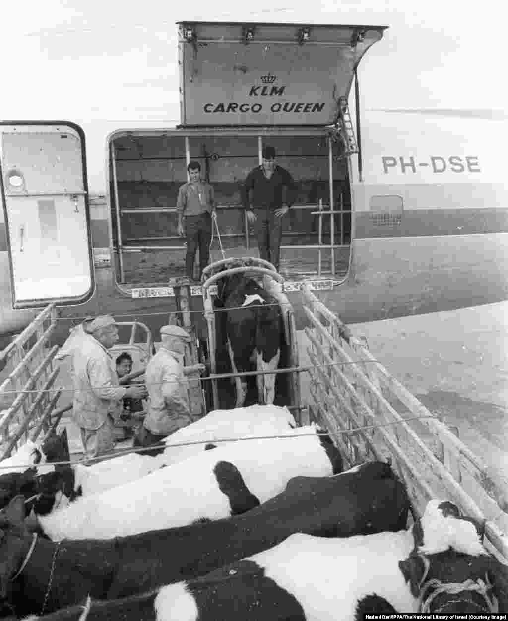 Млечни крави на товарен самолет, пътуващ за Иран от израелско летище през 1965 г. Докато Израел се възползва от иранския петрол, Техеран придобива израелски опит в селскостопанските и военните технологии.