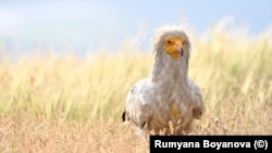 Египетски лешояд